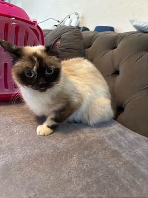 katze zu verkaufen 