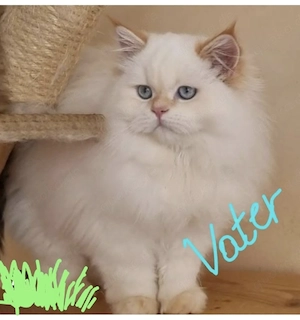 BLH- MAINE CON Kitten Red- und Blue-White Bild 6