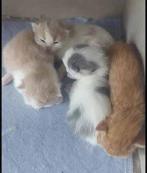Britisch Langhaar Kitten Red- und Blue-White