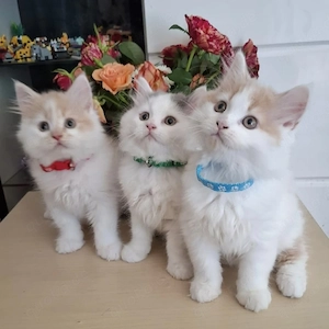 Britisch Langhaar Kitten Red- und Blue-White