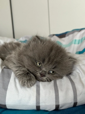 Babykatze britisch langhaar