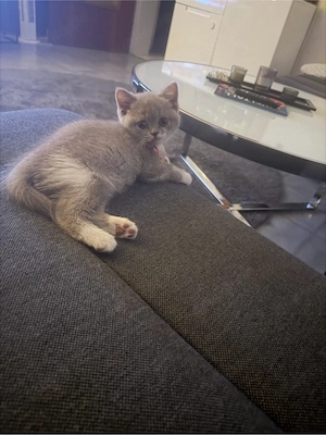 bkh kitte weiblich 