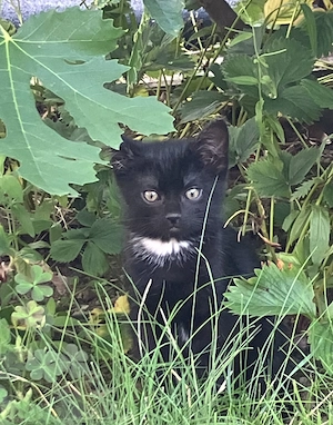 Baby Katzen         dürfen ausziehen 