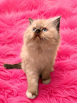Perser Kitten bereit für die Reservierung 