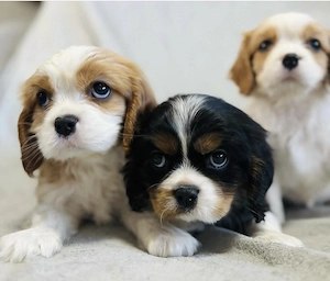 Cavalier-King CHarles  Spaniel welpen suche ein liebevolles Zuhause