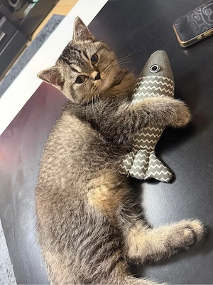 katzen.   