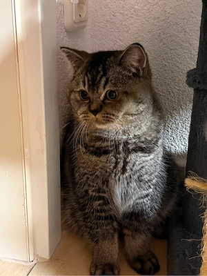 katzen.   