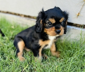 süße Cavalier King Charles Welpen
