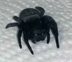 Samtspinne, Gandananema spec. Süd Afrika