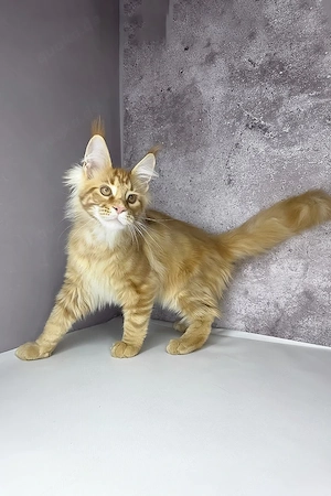    Drei Monate alter Maine-Coon-Kater   gesund, anhänglich und bereit für ein liebevolles Zuhause.  