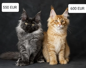    Zwei schöne 3 Monate alte Maine Coon Kätzchen bereit, ihre ewigen Familien zu finden.   