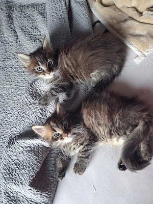 Xxl Maine Coon Jungs