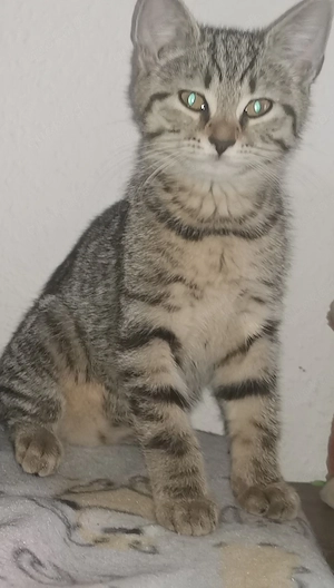 Süße kitten suchen ein liebevolles Zuhause 