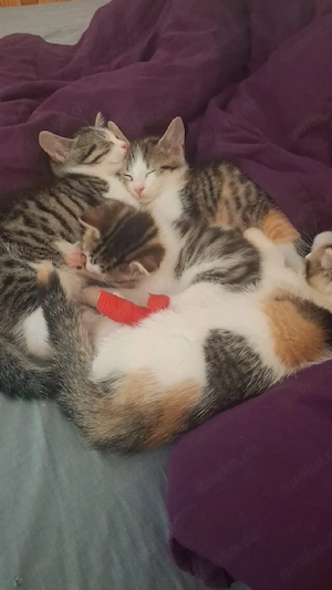 Katzenkids 