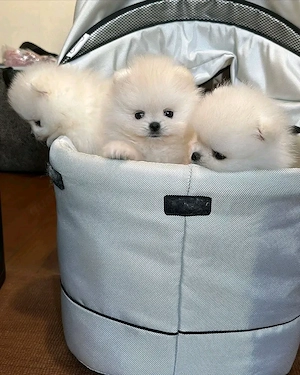 Wunderschöne Pomeranian-Welpen   liebevoll aufgezogen, gesund und bereit für ein neues Zuhause