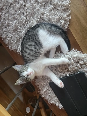 Kleines Kitten Mädl in liebevolle Hände zu vermitteln 