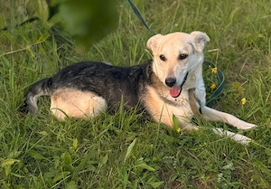 Liebevolle Thea sucht ihren Platz