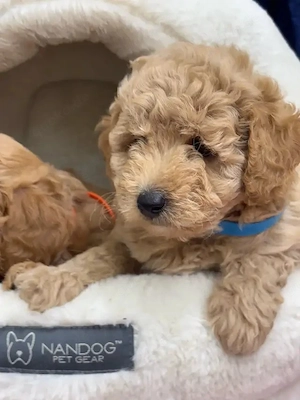 Maltipoo-Welpen