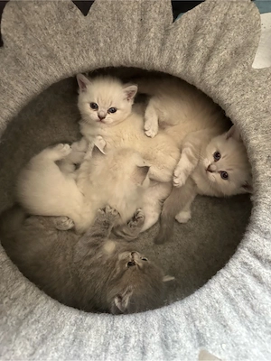Mega süße reinrassige BKH Kitten