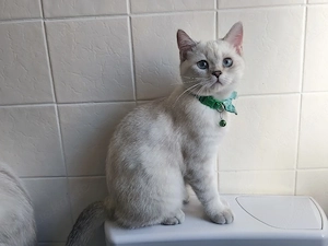 Britisch kurzhaar Kater 
