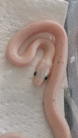 Zucht Paar 1.2 Motley het 100% Palmetto, Microscale, Anery 2024