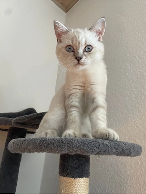     Reinrassige BKH Kitten suchen ein liebevolles Zuhause