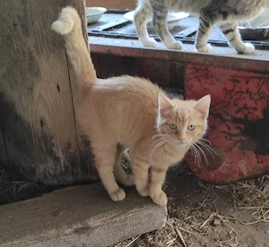 Babykatze, Babykätzchen, Kater, Katerle, Roter Kater