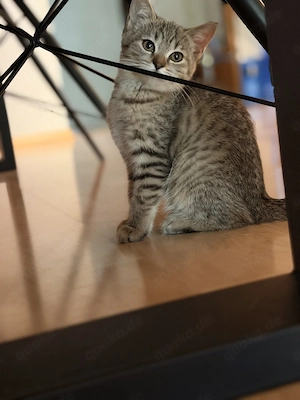 Babykatzen suchen liebesvolles Zuhause