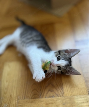 Süße Ekh Kitten suchen ein schönes Zuhause 
