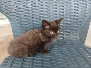 Maikatzen 