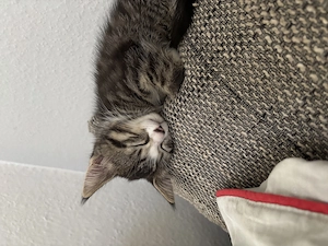 1 Kitten abzugeben (Mädchen)