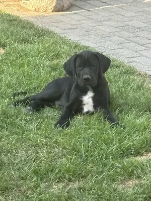 Wunderschöne Schwarze Doggen Welpen