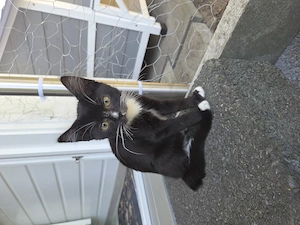Kitten Katzenbaby zum liebhaben