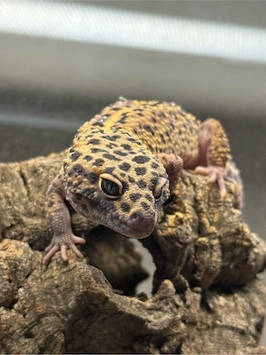Leopardgecko Eclipse 1.0
