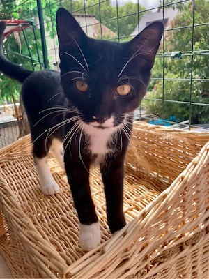 Junge Kater, geb. 08.03.2026