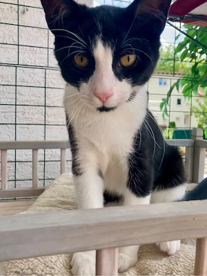Junge Kater, geb. 08.03.2026