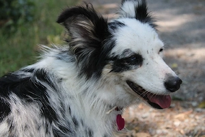 Mini Aussie Sky 3 Jahre alt zurückhaltend 