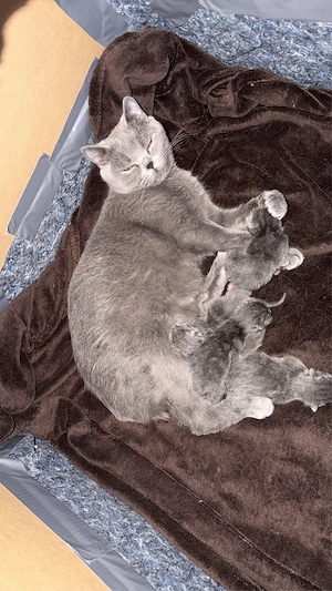 BHK Kitten 