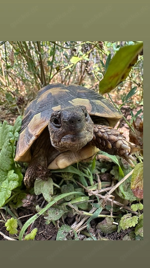 2 weibliche Griechische Landschildkröten aus 2018 suchen Traumzuhause