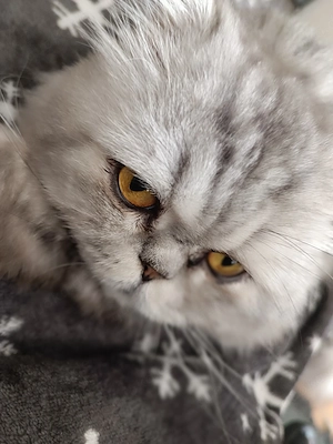 Perserkatze Kater 