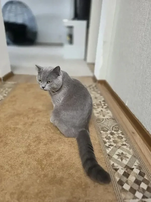 kater britisch Kurzhaar  Bild 4