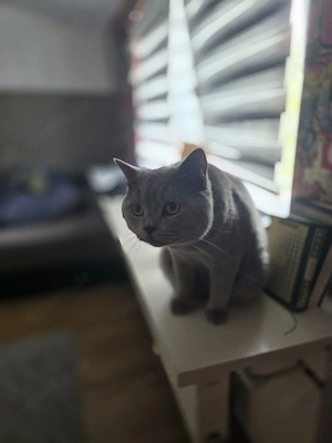 kater britisch Kurzhaar  Bild 2