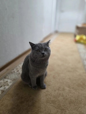 kater britisch Kurzhaar  Bild 3