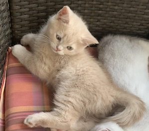 BKH Kater 13 Wochen, für ein Jahr komplett geimpft