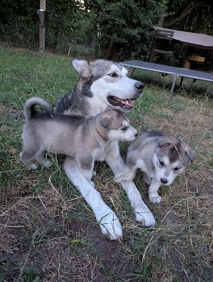 Alaskan Malamyte - Siberian Husky Welpen 