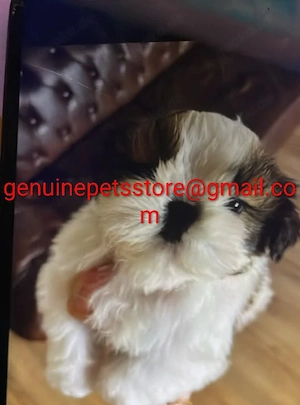 Shih Tzu Welpen suchen ein neues Zuhause.