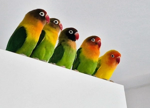 Vogelbetreuung -sitter gesucht für 8 Agaporniden lovebirds 