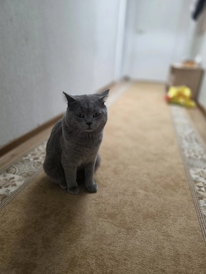 kater britisch Kurzhaar  Bild 5