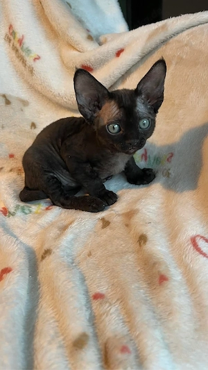 devon rex schwarze  kater , Staumbaum FIFE  