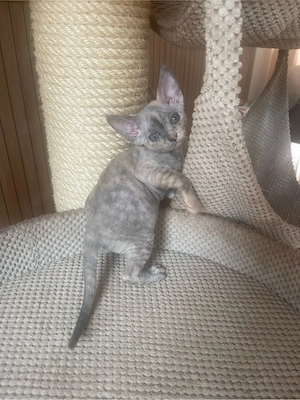 devon rex tortie Mädchen ,FIFE Stammbaum 